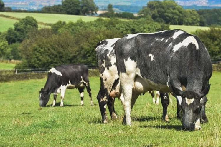 Expertos destacan los valores nutricionales y sostenibles del sector lácteo