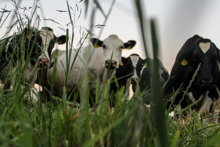 En la sostenibilidad está el futuro de la industria láctea
