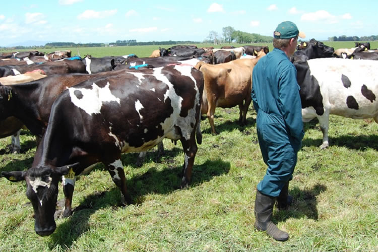 Nueva Zelanda: se espera leve caída de la producción en 2024