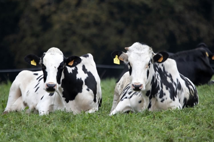 Reducción del 0,3% en las entregas de leche de vaca mundiales