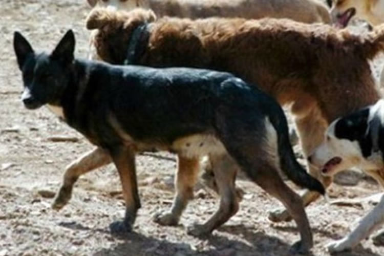 Agrollanquihue realiza catastro de socios afectados por perros asilvestrados