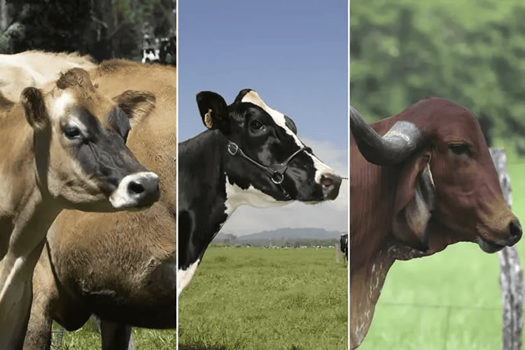 Según un estudio, vacas lecheras resistentes al cambio climático serían posible