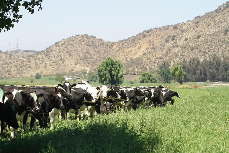 Recepción nacional de leche cruda no levanta y acumula 16 meses consecutivos a la baja 