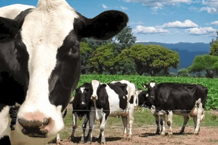 USDA plantea un panorama extremadamente difícil para el sector lechero argentino en 2024