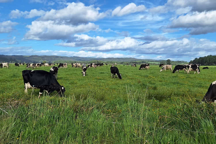 Fedeleche constata en terreno conservación de los ecosistemas y protección de la biodiversidad en predios lecheros 