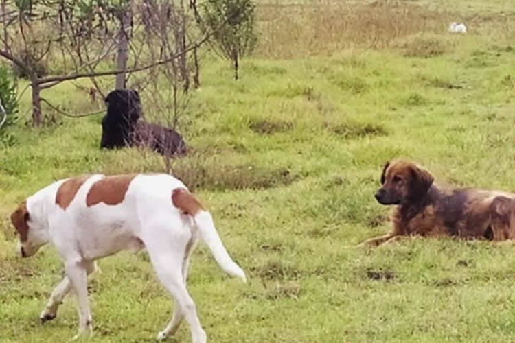 Agricultores piden adecuación legal para frenar daño causado por los perros asilvestrados