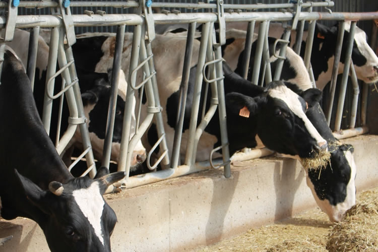 Se reducen las entregas de leche de vaca en la UE