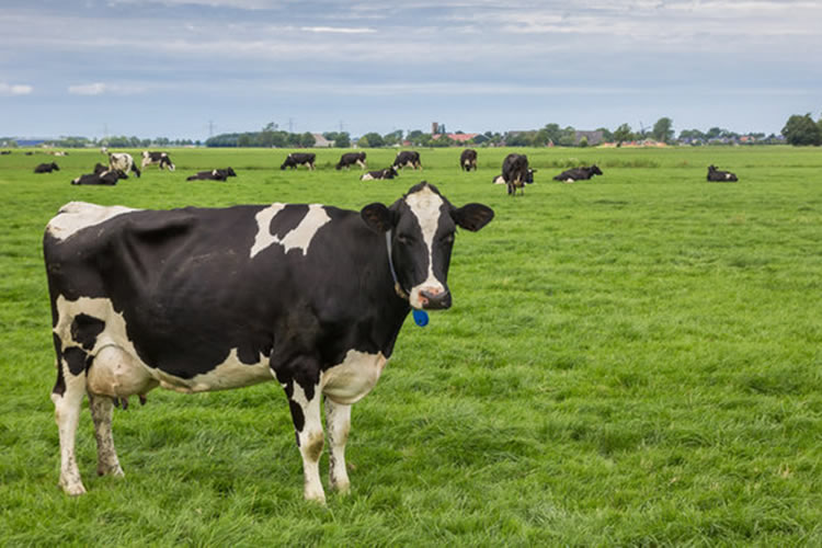 Nueva Zelanda: Más leche mantiene los precios bajos
