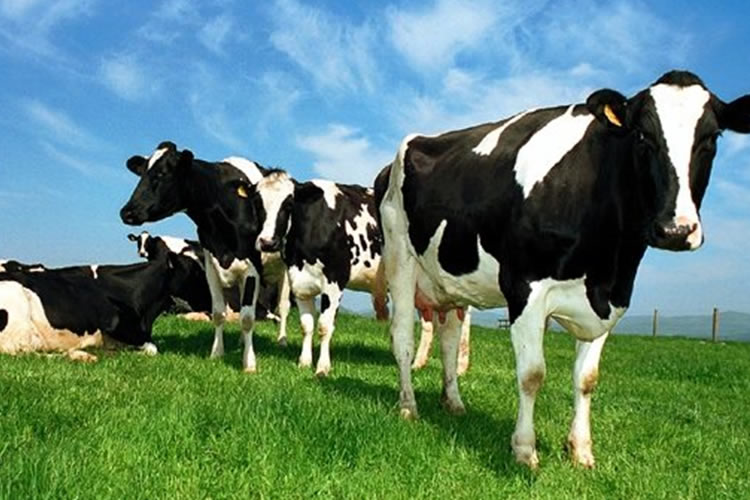 Todas las regiones, excepto Australia, registran una disminución en producción de leche 