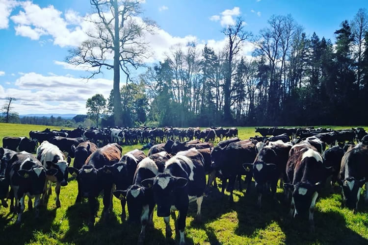 Emisiones de GEI adjudicadas a ganadería bovina no se contabilizan adecuadamente 