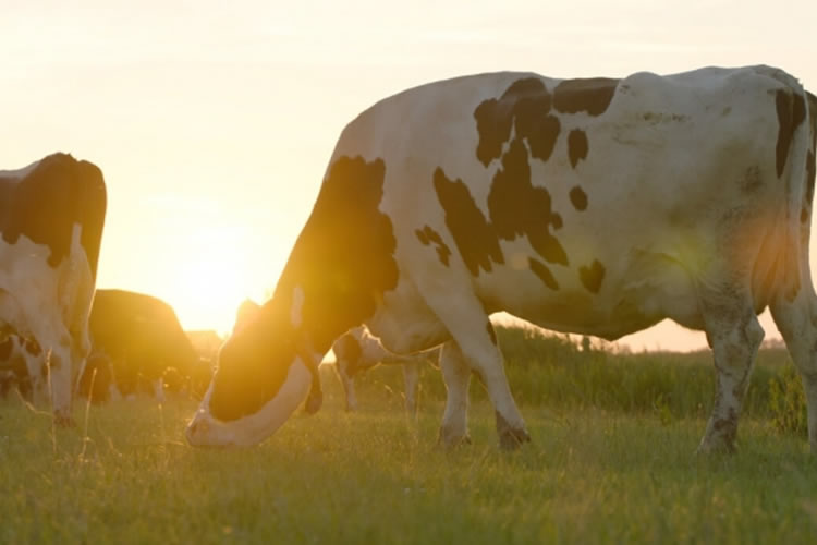 Suben por segundo mes consecutivo los precios mundiales de los productos lácteos