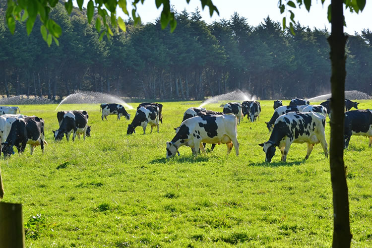 Caída en recepción nacional de leche cruda no cede al mes de octubre