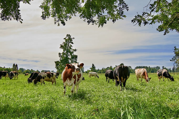 El balance de carbono daría las emisiones reales del ganado