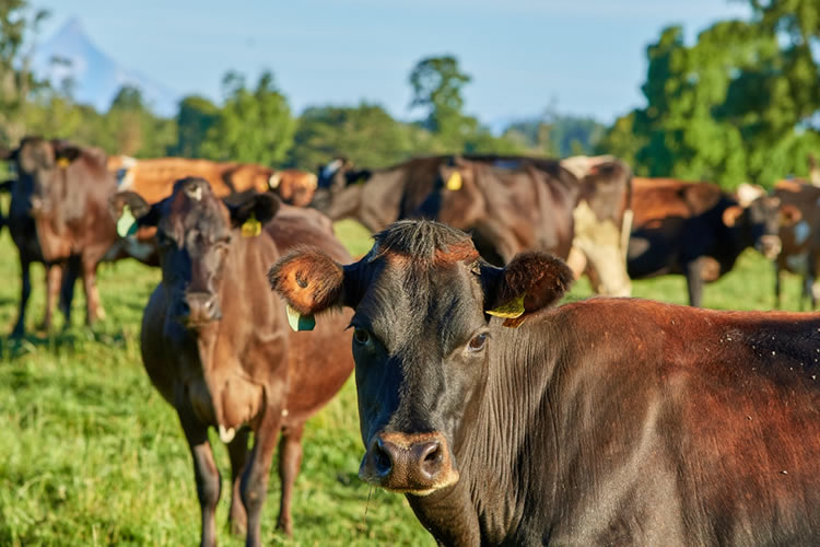 En la Araucanía se difunde normativa de antimicrobianos y prescripción electrónica en medicina veterinaria