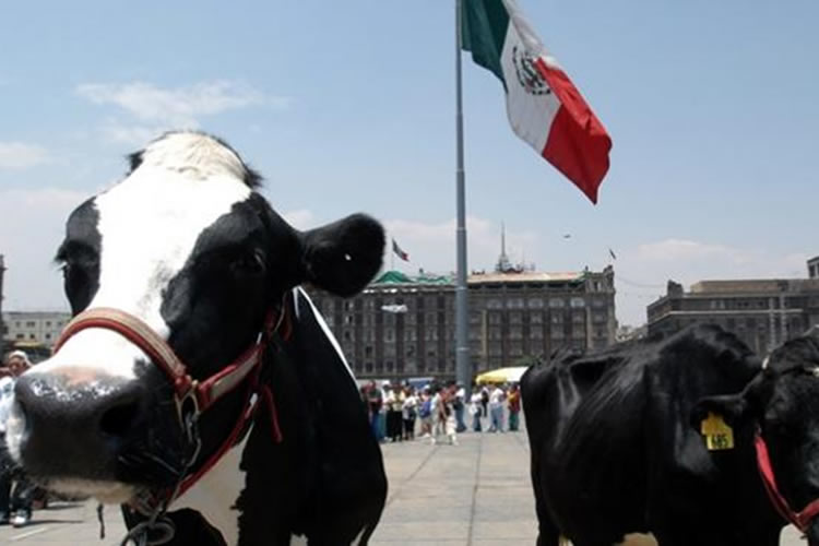 La demanda de lácteos en México crecerá en 2024