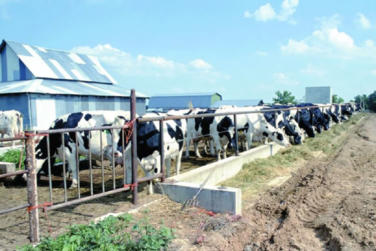 'Poder de vaca': la inesperada fuente de energía limpia que impulsa 15.000 vehículos al año