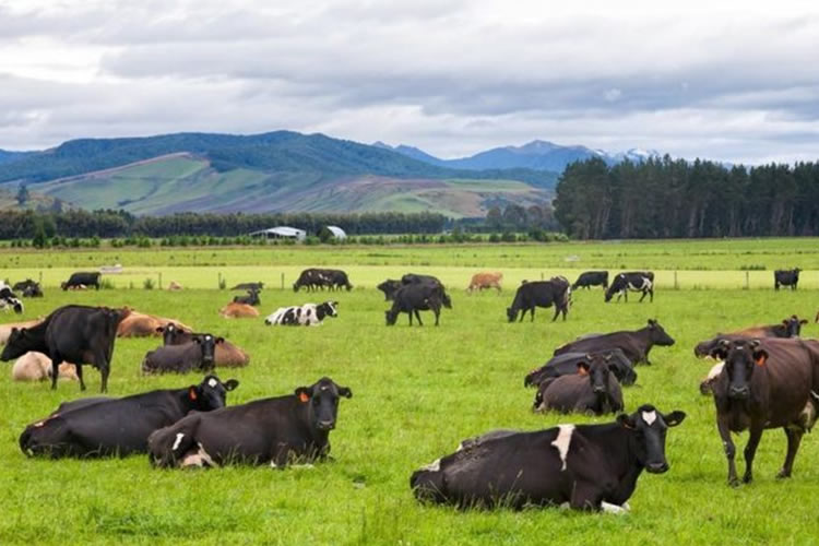 USDA pronostica que la producción de leche de Nueva Zelanda en 2024 disminuirá un 0,5%