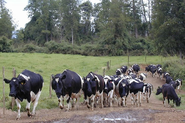 Productores de leche reclaman "señales claras" a la industria al proyectar una incierta temporada