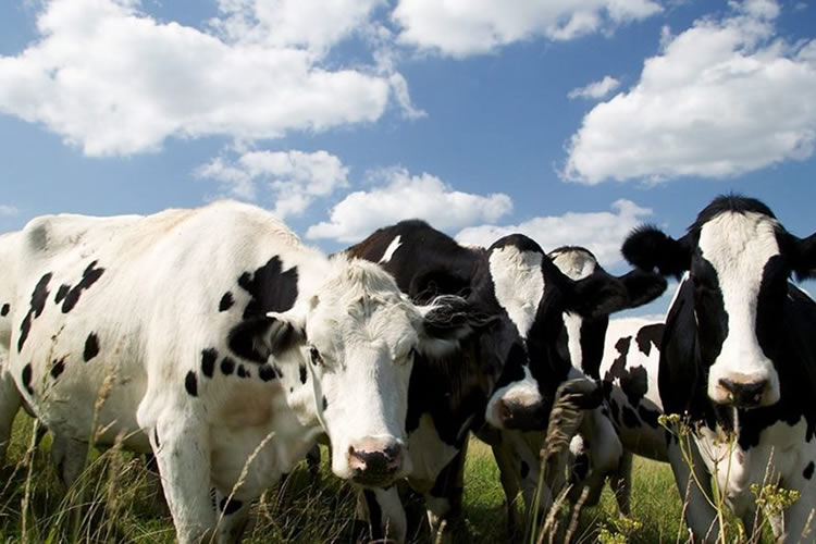 Producción nacional de leche cruda cierra a octubre con menos 3,7% respecto al año anterior 