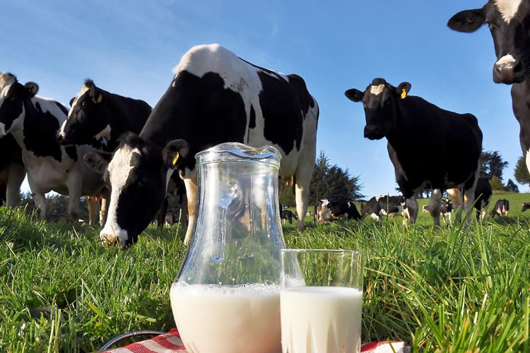 ¿Qué nutrientes nos aporta la leche?