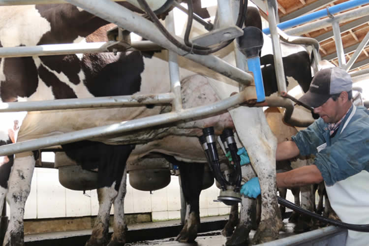 Pulso a la producción mundial de leche