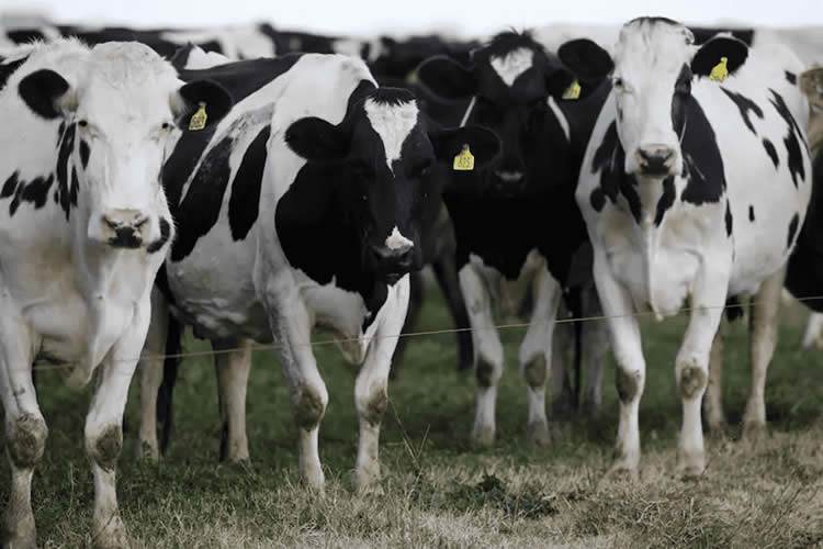UE: Aplican inteligencia artificial para detectar vacas lecheras rengas 