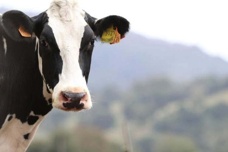 Europa: El sector lácteo ve que el modelo de producción abre puertas en los mercados exteriores