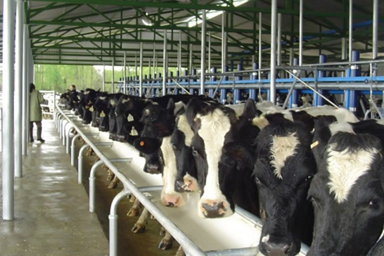 Tecnologías de automatización y robótica optimizan la producción de leche  