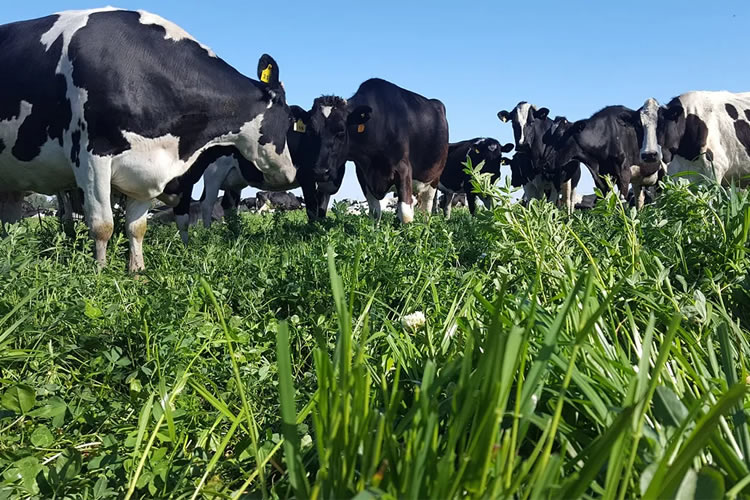 Uruguay: Buenas perspectivas para el tambo y la lechería 2024