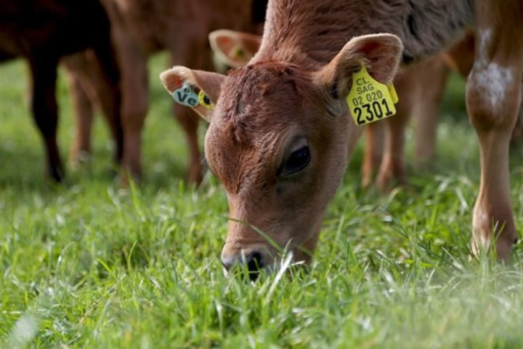 Programa de donación de terneros macho busca apoyar desarrollo de pequeños agricultores 