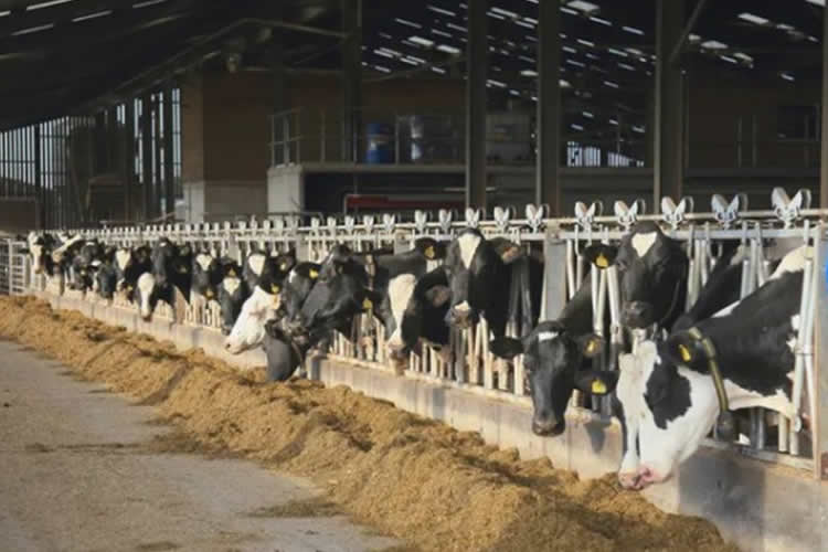 EE.UU: El consumo de leche aumenta a medida que se hunden las bebidas de origen vegetal