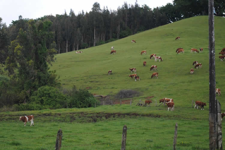 Agricultura regenerativa, un enfoque moderno para enfrentar los desafíos de hoy