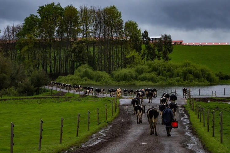 Producción nacional de leche cruda cae un 3,3% a noviembre respecto al año anterior