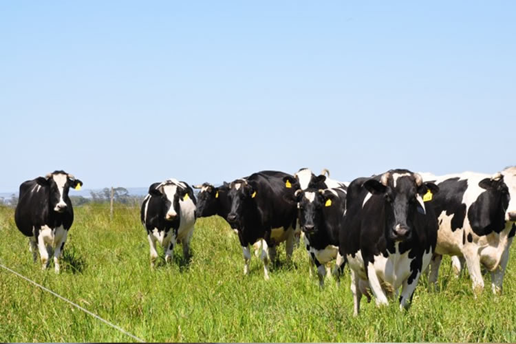 Argentina: La producción nacional de leche se redujo 2% en 2023