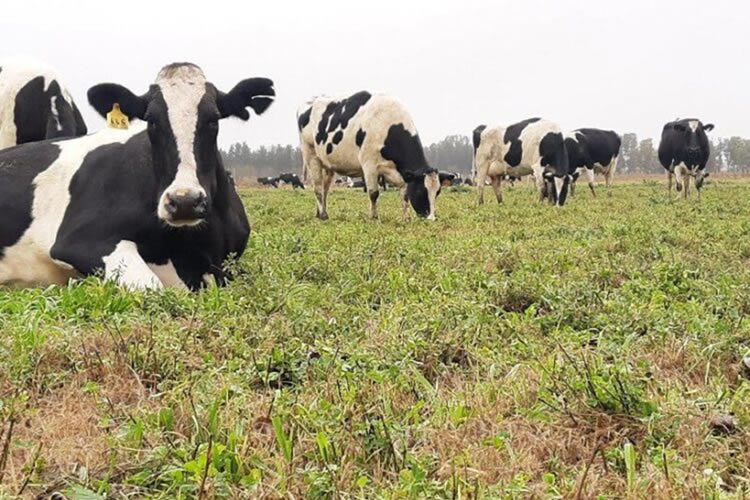 Bienestar animal: “dietas frías” y otras estrategias para reducir el estrés por calor en vacas lecheras