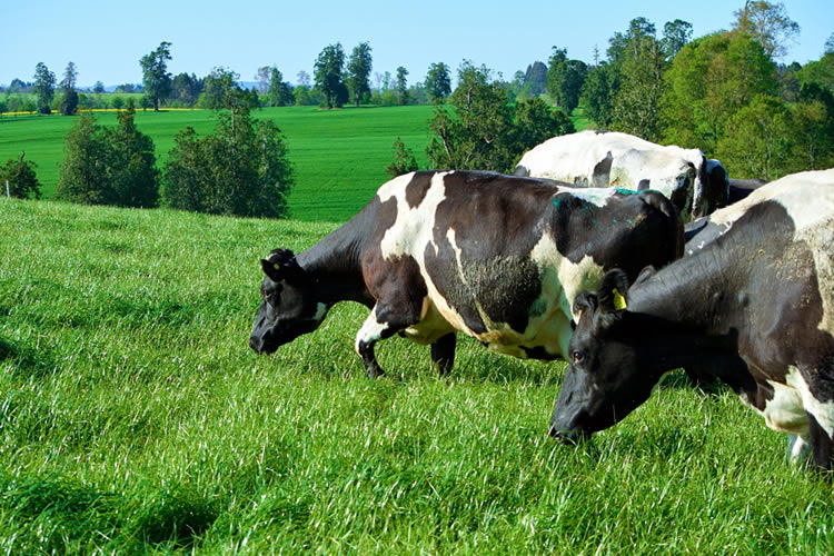 Agricultura regenerativa crece en la lechería sureña