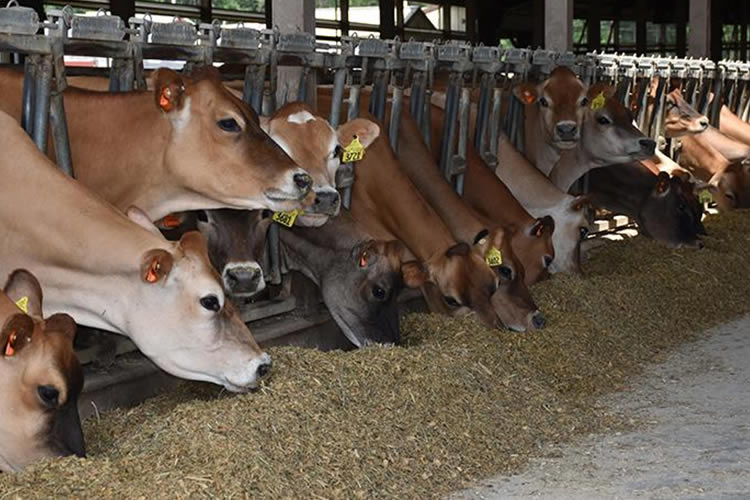 La producción de leche de EE.UU. cae por séptimo mes consecutivo