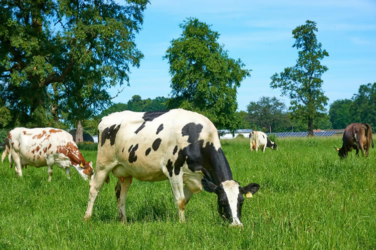 Productores de leche son distinguidos por sus prácticas regenerativas en Chile 