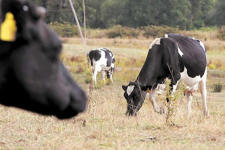 Agricultores se preparan para enfrenar un otoño e invierno seco con la llegada de la Niña