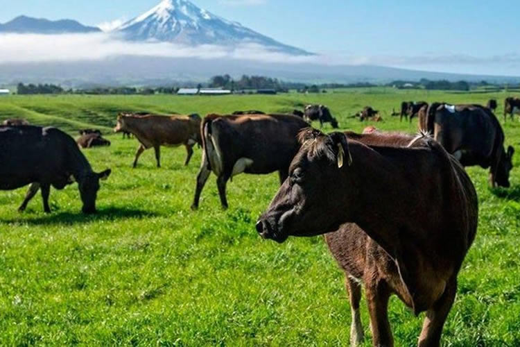 Evolución producción mundial de leche