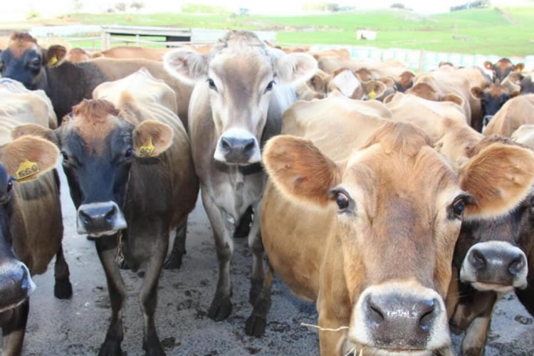 Producción de leche australiana funciona a toda máquina, dice Rabobank