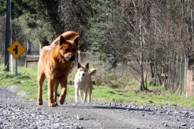 Los Lagos es la segunda región más afectada por ataques de perros asilvestrados