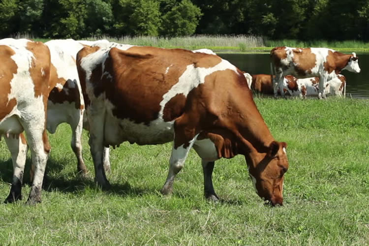 La recepción de leche de la UE cae 0,9% en enero de 2024/23