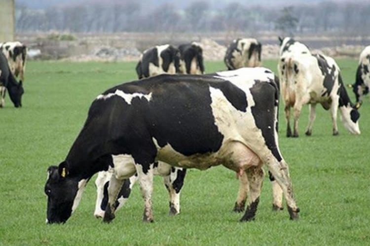 Pulso a la producción mundial de leche 