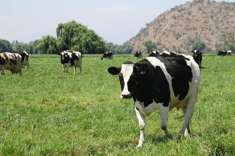 Recepción nacional de leche cruda sube en los primeros meses de 2024 