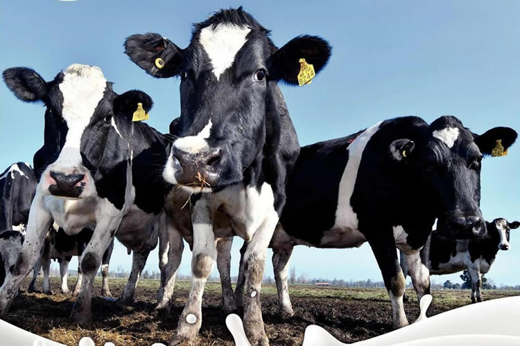 Precio al productor anota un comportamiento mixto en regiones 