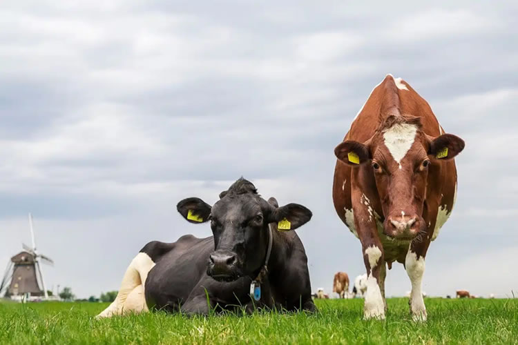 Precio de la leche en enero 2025 presenta un incremento del 17% en la UE