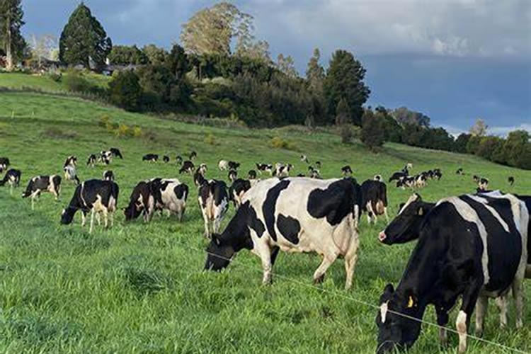 Industria registra crecimiento en la recepción de leche cruda durante 2024 