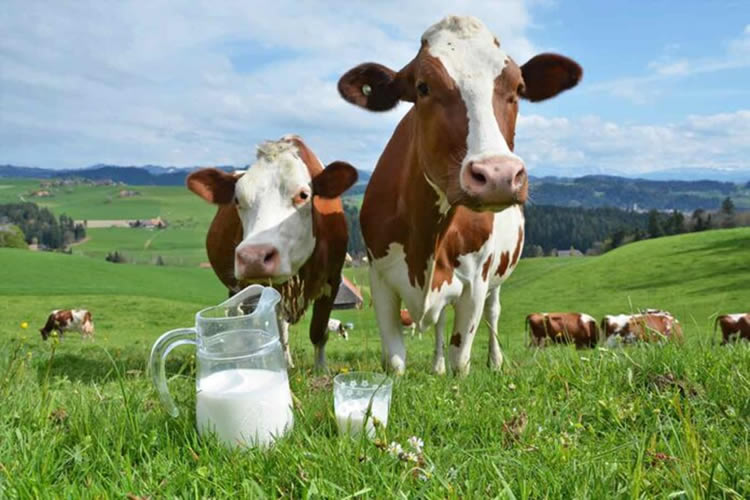 Crecimiento moderado en la producción mundial de leche en 2025