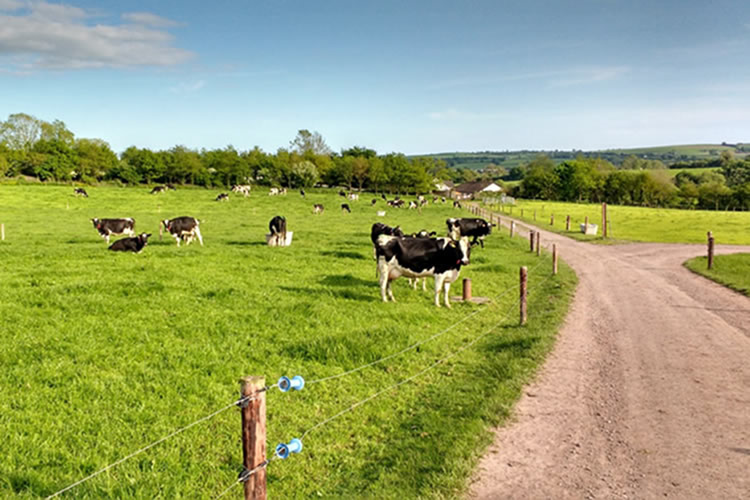 Vulnerabilidad en el campo: la lucha por la seguridad en sector rural 